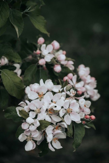 Apfelblüten im Frühling