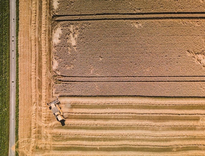 Weizenähren auf einem Feld